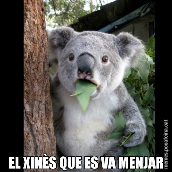 EL XINÈS QUE ES VA MENJAR - Koala Cant Believe It