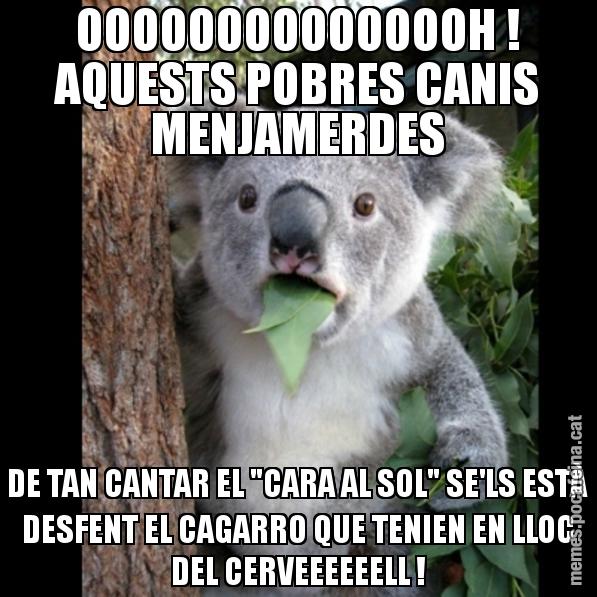 OOOOOOOOOOOOOOH ! AQUESTS POBRES CANIS MENJAMERDES DE TAN CANTAR EL "CARA AL SOL" SE'LS ESTÀ DESFENT EL CAGARRO QUE TENIEN EN LLOC DEL CERVEEEEEELL ! - Koala Cant Believe It