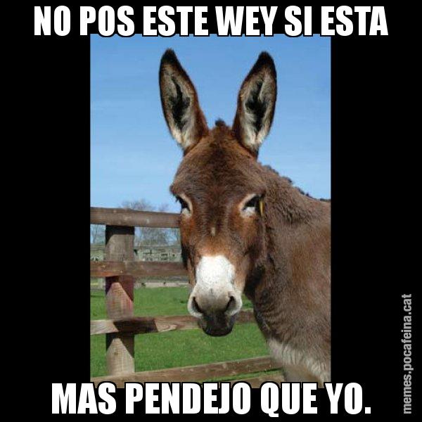 NO POS ESTE WEY SI ESTA MAS PENDEJO QUE YO. - El burro Català