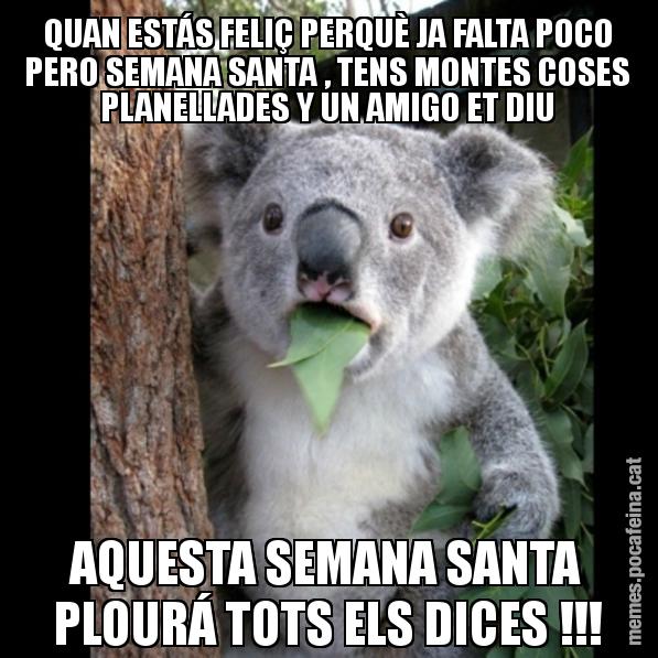 QUAN ESTÁS FELIÇ PERQUÈ JA FALTA POCO PERO SEMANA SANTA , TENS MONTES COSES PLANELLADES Y UN AMIGO ET DIU AQUESTA SEMANA SANTA PLOURÁ TOTS ELS DICES !!! - Koala Cant Believe It