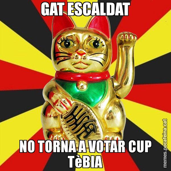 GAT ESCALDAT NO TORNA A VOTAR CUP TèBIA - El Gat de la Cup - 27S