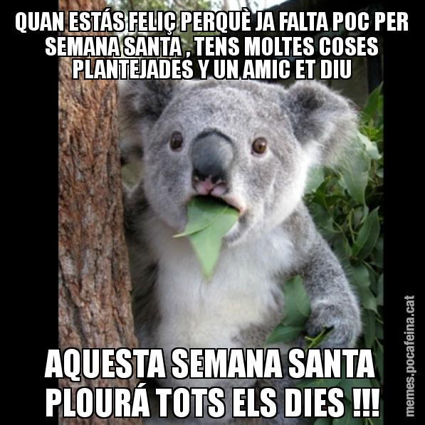 QUAN ESTÁS FELIÇ PERQUÈ JA FALTA POC PER SEMANA SANTA , TENS MOLTES COSES PLANTEJADES Y UN AMIC ET DIU AQUESTA SEMANA SANTA PLOURÁ TOTS ELS DIES !!! - Koala Cant Believe It