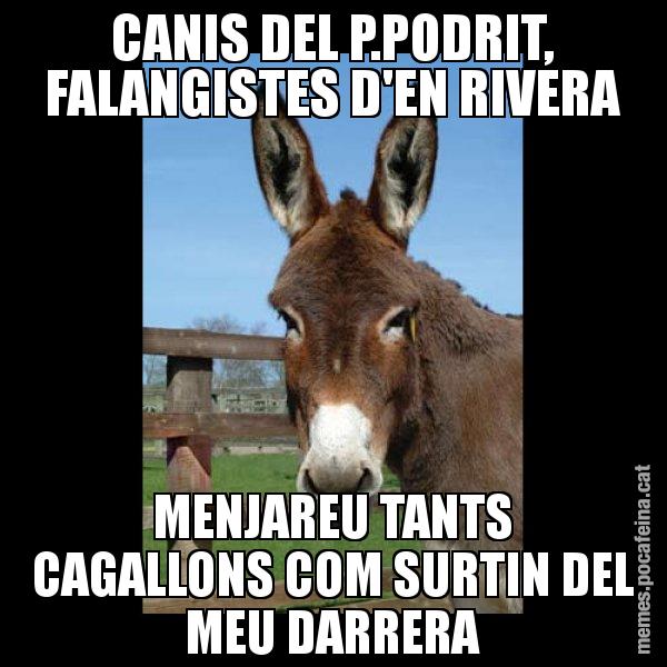 CANIS DEL P.PODRIT, FALANGISTES D'EN RIVERA MENJAREU TANTS CAGALLONS COM SURTIN DEL MEU DARRERA - El burro Català