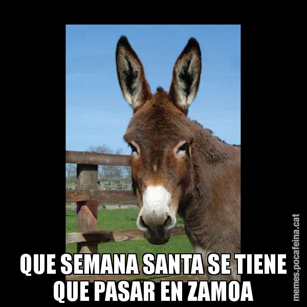 QUE SEMANA SANTA SE TIENE QUE PASAR EN ZAMOA - El burro Català