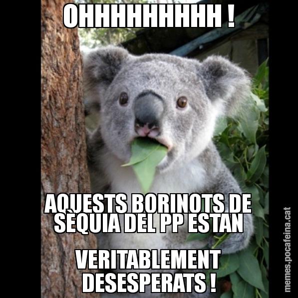 OHHHHHHHHH ! AQUESTS BORINOTS DE SÈQUIA DEL PP ESTAN VERITABLEMENT DESESPERATS ! - Koala Cant Believe It