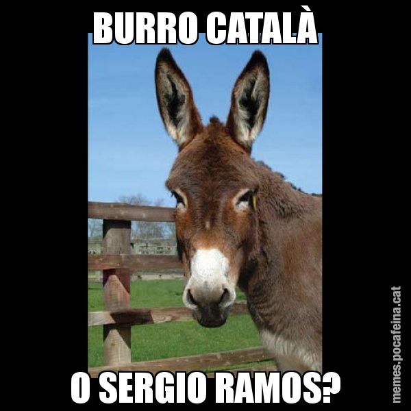 BURRO CATALÀ O SERGIO RAMOS? - El burro Català