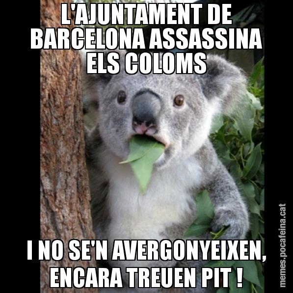 L'AJUNTAMENT DE BARCELONA ASSASSINA ELS COLOMS I NO SE'N AVERGONYEIXEN, ENCARA TREUEN PIT ! - Koala Cant Believe It