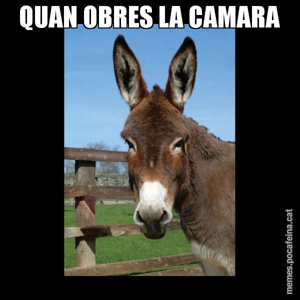 QUAN OBRES LA CAMARA - El burro Català