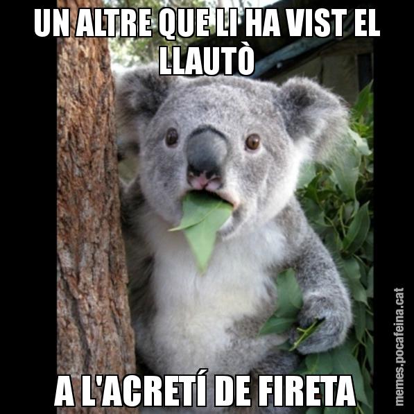 UN ALTRE QUE LI HA VIST EL LLAUTÒ A L'ACRETÍ DE FIRETA - Koala Cant Believe It