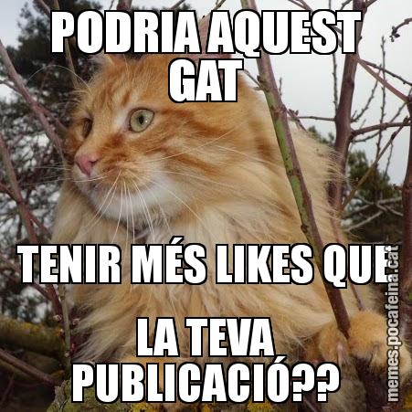 PODRIA AQUEST GAT TENIR MÉS LIKES QUE LA TEVA PUBLICACIÓ??
