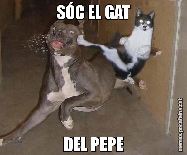 SÓC EL GAT DEL PEPE