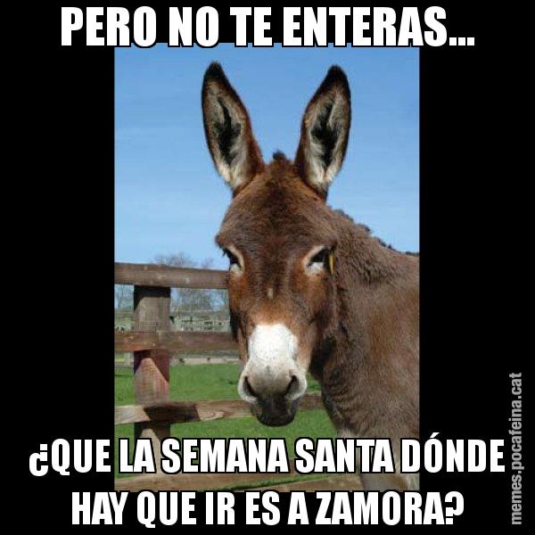 PERO NO TE ENTERAS... ¿QUE LA SEMANA SANTA DÓNDE HAY QUE IR ES A ZAMORA? - El burro Català