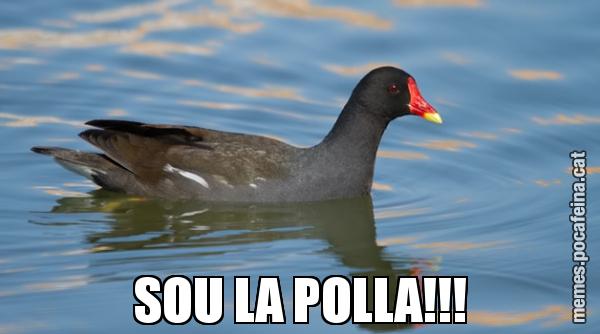 SOU LA POLLA!!!