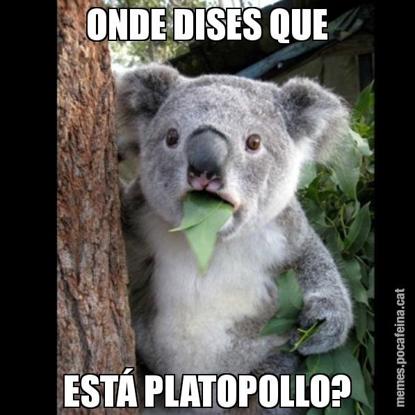 ONDE DISES QUE ESTÁ PLATOPOLLO? - Koala Cant Believe It