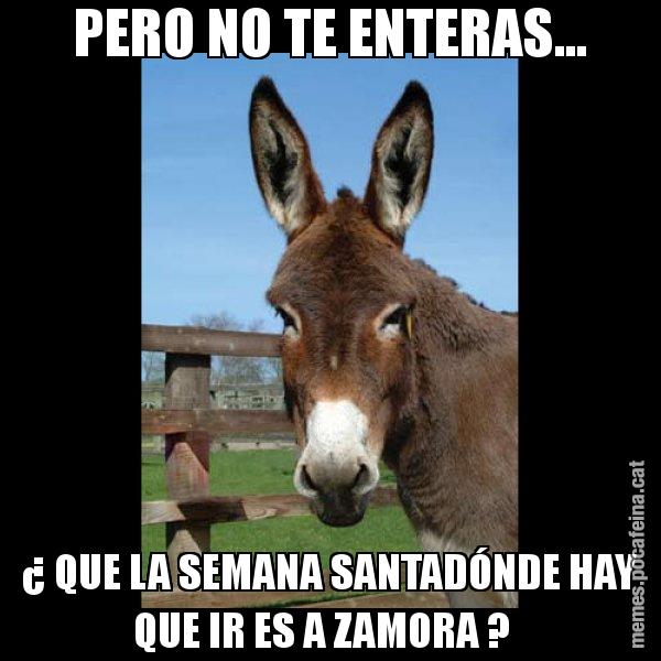 PERO NO TE ENTERAS... ¿ QUE LA SEMANA SANTADÓNDE HAY QUE IR ES A ZAMORA ? - El burro Català