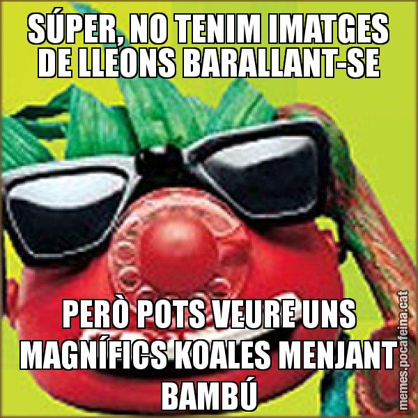 SÚPER, NO TENIM IMATGES DE LLEONS BARALLANT-SE PERÒ POTS VEURE UNS MAGNÍFICS KOALES MENJANT BAMBÚ - Tomàtic