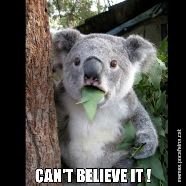 CAN'T BELIEVE IT ! - Koala Cant Believe It
