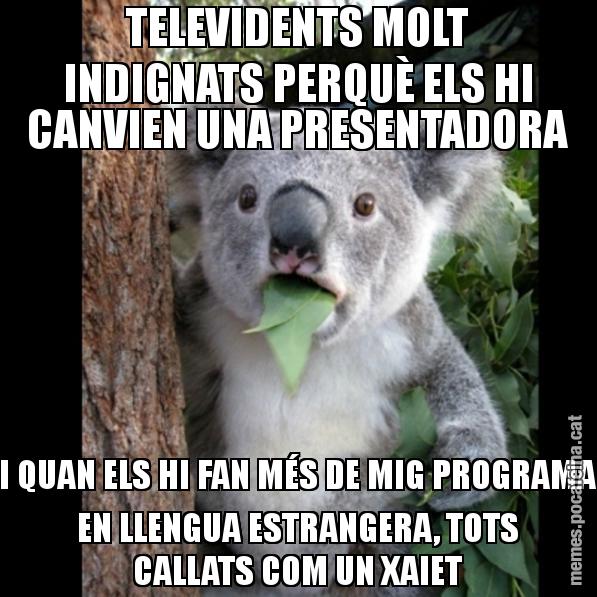 TELEVIDENTS MOLT INDIGNATS PERQUÈ ELS HI CANVIEN UNA PRESENTADORA I QUAN ELS HI FAN MÉS DE MIG PROGRAMA EN LLENGUA ESTRANGERA, TOTS CALLATS COM UN XAIET - Koala Cant Believe It