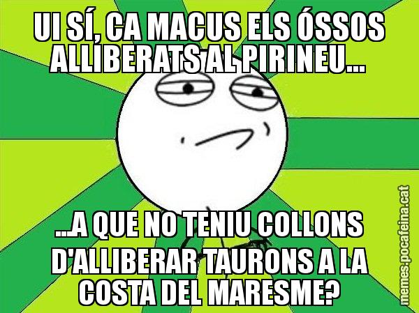 UI SÍ, CA MACUS ELS ÓSSOS ALLIBERATS AL PIRINEU... ...A QUE NO TENIU COLLONS D'ALLIBERAR TAURONS A LA COSTA DEL MARESME? - Challenge Accepted