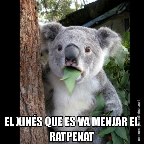 EL XINÉS QUE ES VA MENJAR EL RATPENAT - Koala Cant Believe It
