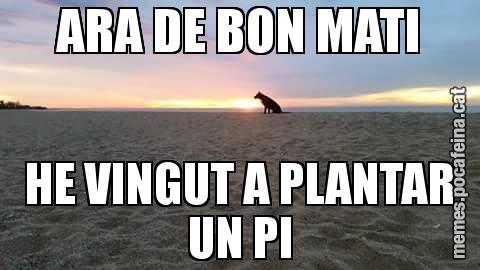 ARA DE BON MATI HE VINGUT A PLANTAR UN PI