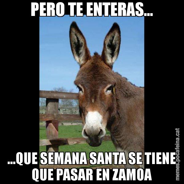 PERO TE ENTERAS... ...QUE SEMANA SANTA SE TIENE QUE PASAR EN ZAMOA - El burro Català