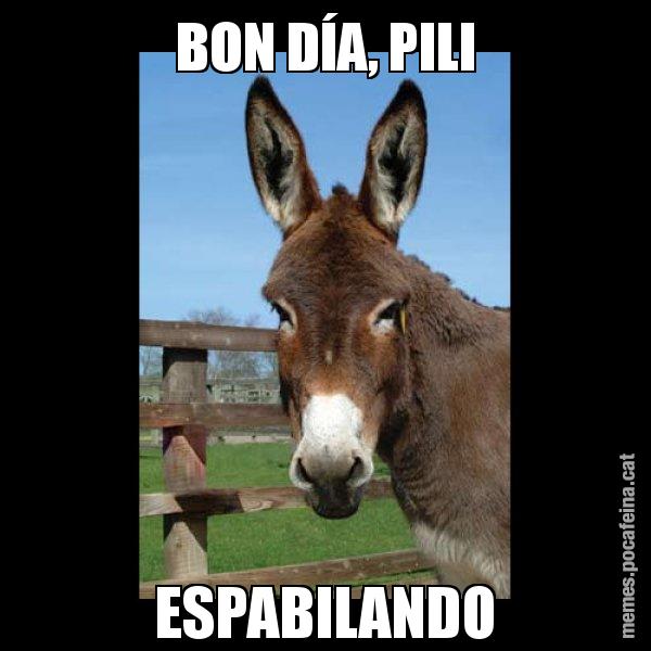 BON DÍA, PILI ESPABILANDO - El burro Català