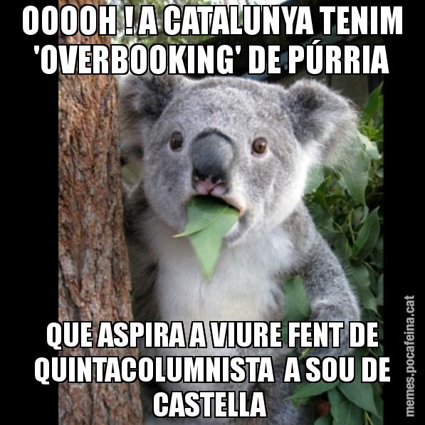 OOOOH ! A CATALUNYA TENIM 'OVERBOOKING' DE PÚRRIA QUE ASPIRA A VIURE FENT DE QUINTACOLUMNISTA  A SOU DE CASTELLA - Koala Cant Believe It