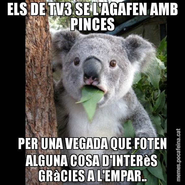ELS DE TV3 SE L'AGAFEN AMB PINCES PER UNA VEGADA QUE FOTEN ALGUNA COSA D'INTERèS GRàCIES A L'EMPAR.. - Koala Cant Believe It