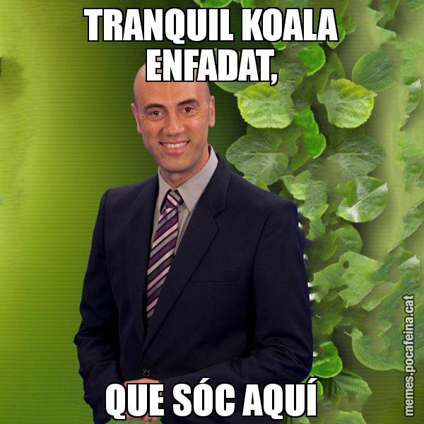 TRANQUIL KOALA ENFADAT, QUE SÓC AQUÍ - Tomàs Molina