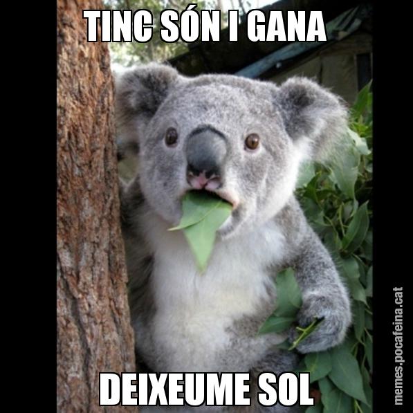 TINC SÓN I GANA DEIXEUME SOL - Koala Cant Believe It