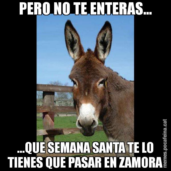 PERO NO TE ENTERAS... ...QUE SEMANA SANTA TE LO TIENES QUE PASAR EN ZAMORA - El burro Català