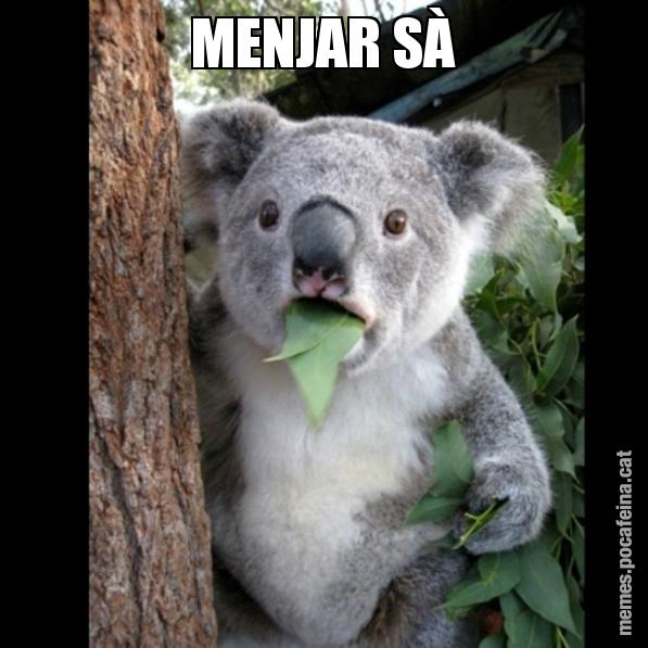 MENJAR SÀ - Koala Cant Believe It