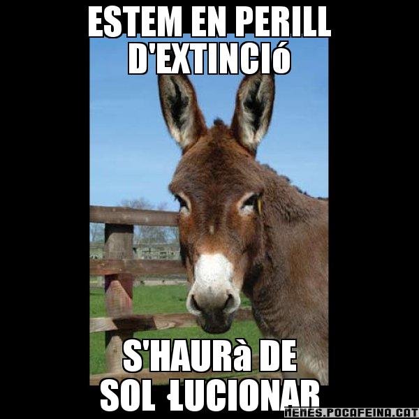 ESTEM EN PERILL D'EXTINCIó S'HAURà DE SOL·LUCIONAR - El burro Català
