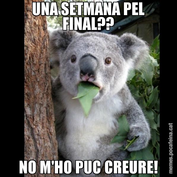 UNA SETMANA PEL FINAL?? NO M'HO PUC CREURE! - Koala Cant Believe It