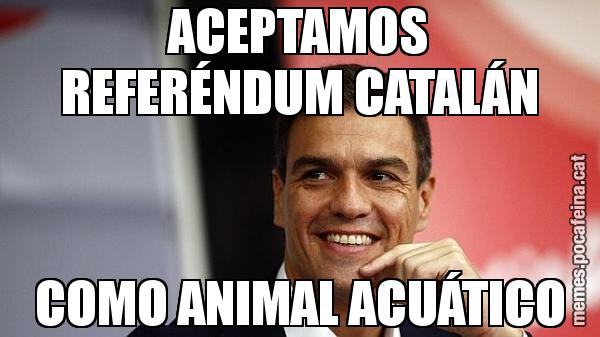 ACEPTAMOS REFERÉNDUM CATALÁN COMO ANIMAL ACUÁTICO