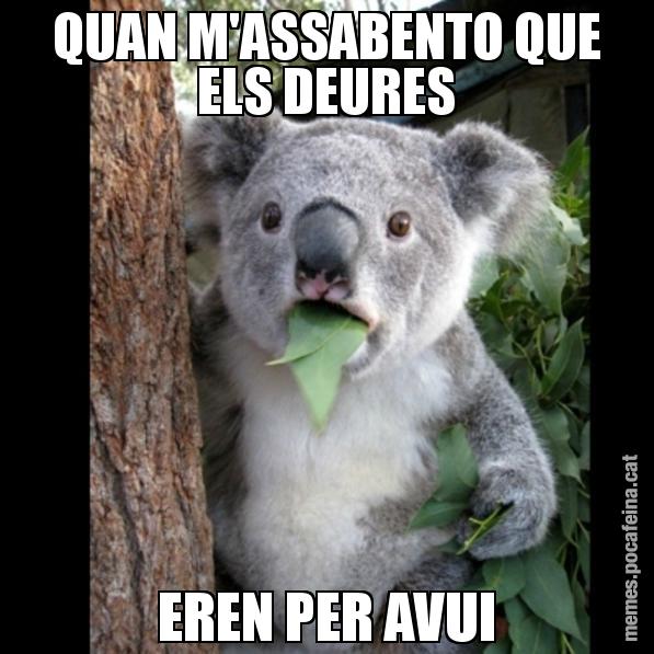 QUAN M'ASSABENTO QUE ELS DEURES EREN PER AVUI - Koala Cant Believe It