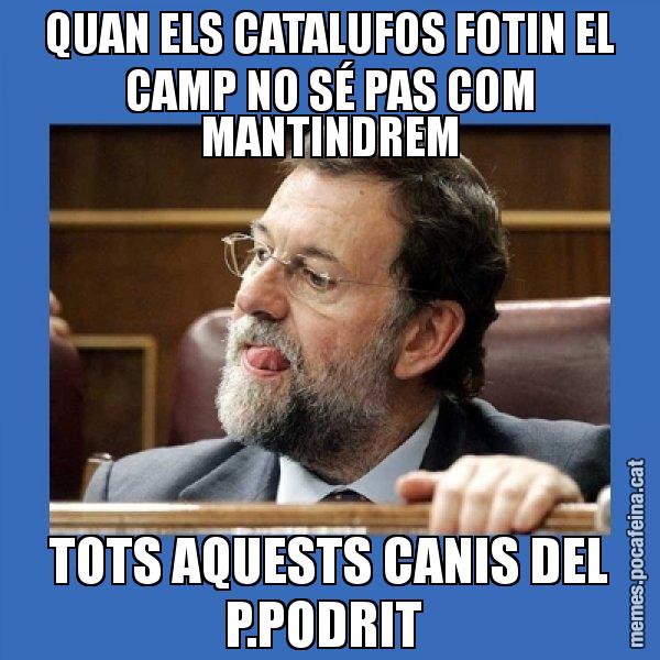 QUAN ELS CATALUFOS FOTIN EL CAMP NO SÉ PAS COM MANTINDREM TOTS AQUESTS CANIS DEL P.PODRIT - Mmmmmariano Rajoy