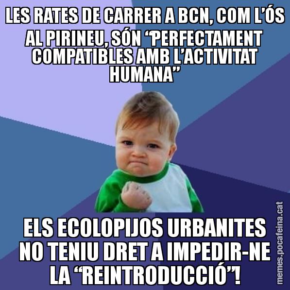 LES RATES DE CARRER A BCN, COM L’ÓS AL PIRINEU, SÓN “PERFECTAMENT COMPATIBLES AMB L’ACTIVITAT HUMANA” ELS ECOLOPIJOS URBANITES NO TENIU DRET A IMPEDIR-NE LA “REINTRODUCCIÓ”! - Success Kid