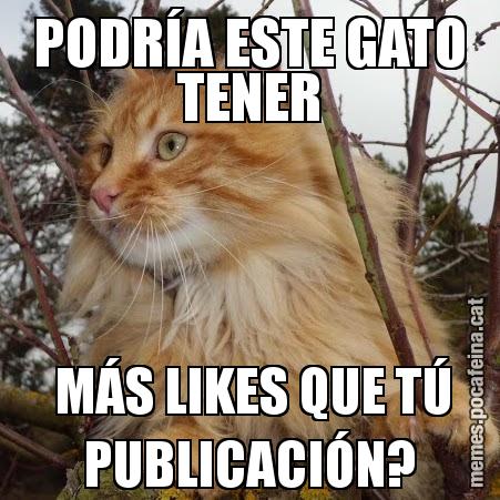 PODRÍA ESTE GATO TENER  MÁS LIKES QUE TÚ PUBLICACIÓN?