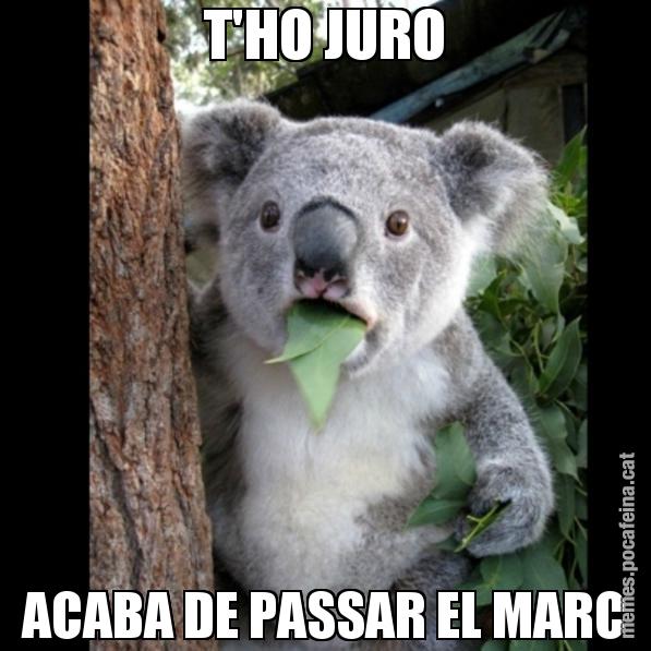 T'HO JURO ACABA DE PASSAR EL MARC - Koala Cant Believe It