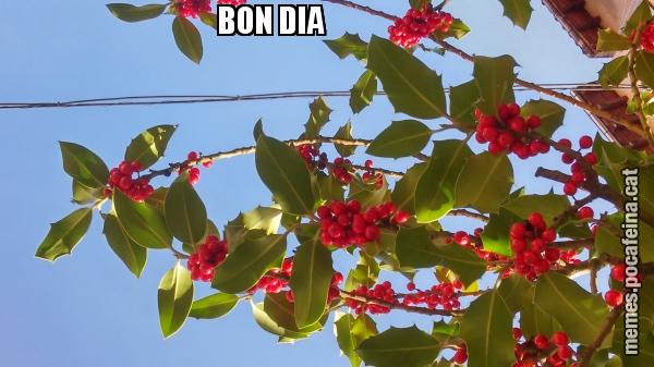 BON DIA