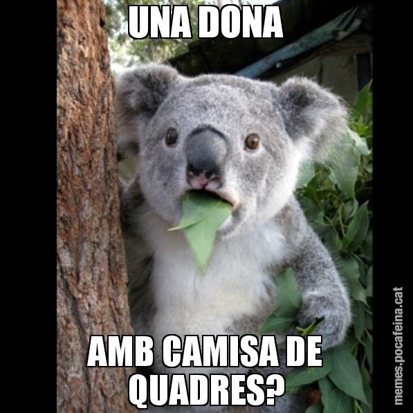 UNA DONA AMB CAMISA DE QUADRES? - Koala Cant Believe It