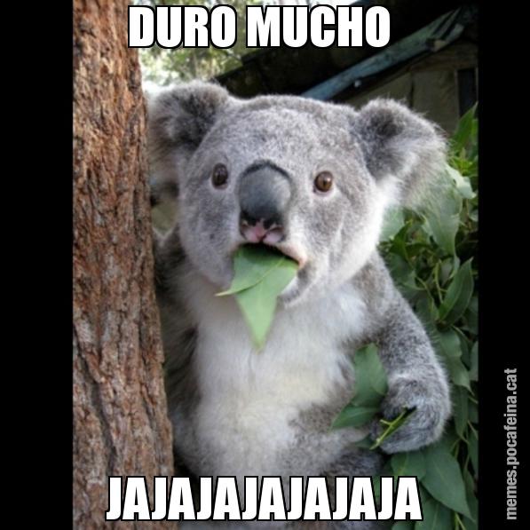 DURO MUCHO  JAJAJAJAJAJAJA - Koala Cant Believe It