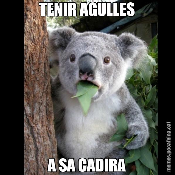 TENIR AGULLES A SA CADIRA - Koala Cant Believe It