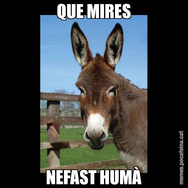 QUE MIRES NEFAST HUMÀ - El burro Català
