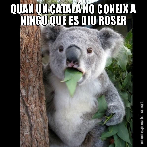 QUAN UN CATALÁ NO CONEIX A NINGU QUE ES DIU ROSER - Koala Cant Believe It