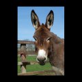 El burro Català