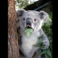 Koala Cant Believe It