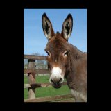 El burro Català